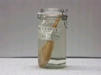 藏品(藍豬齒魚)的圖片